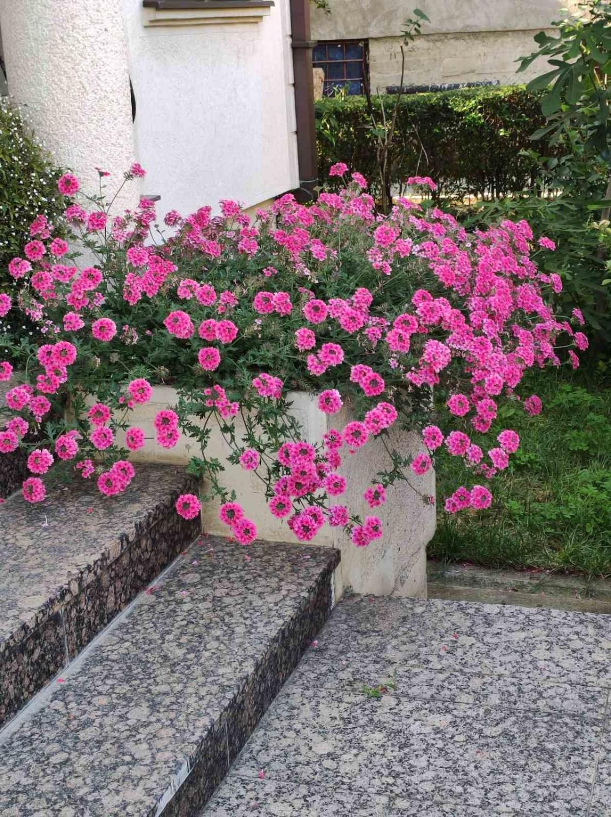 Vila Sentic ヴラニェ エクステリア 写真